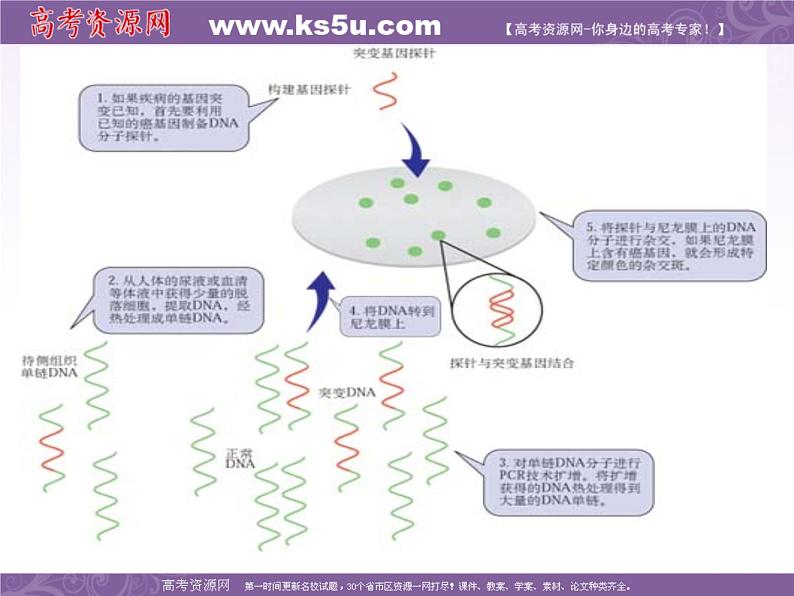 生物：1.2《基因诊断与基因治疗》课件（3）（新人教版选修2）第5页