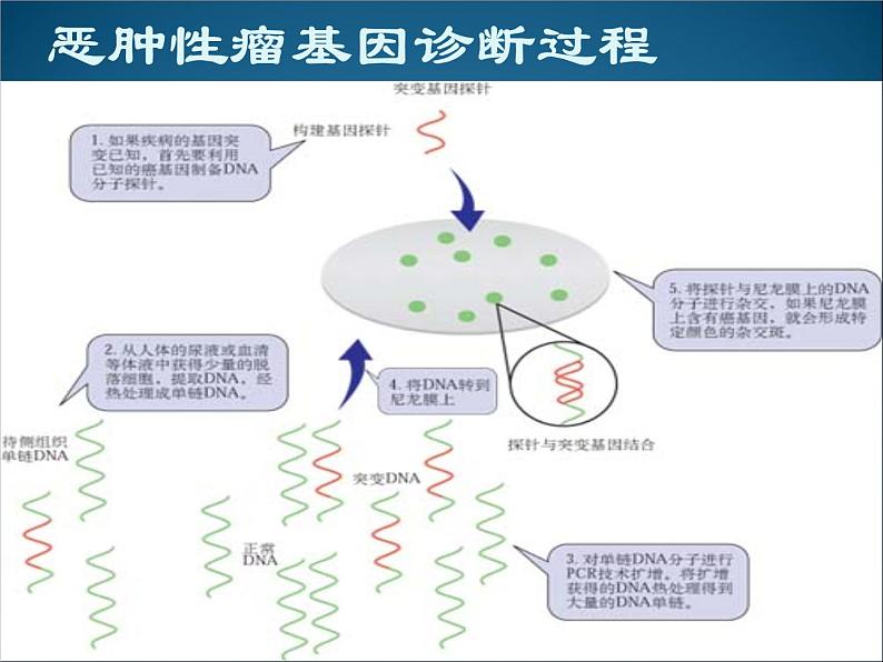 生物：1.2《基因诊断与基因治疗》课件（2）（新人教版选修2）05