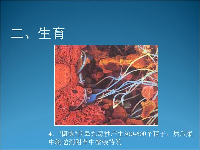 生物：1.4《生殖健康》课件3（新人教版选修2）07