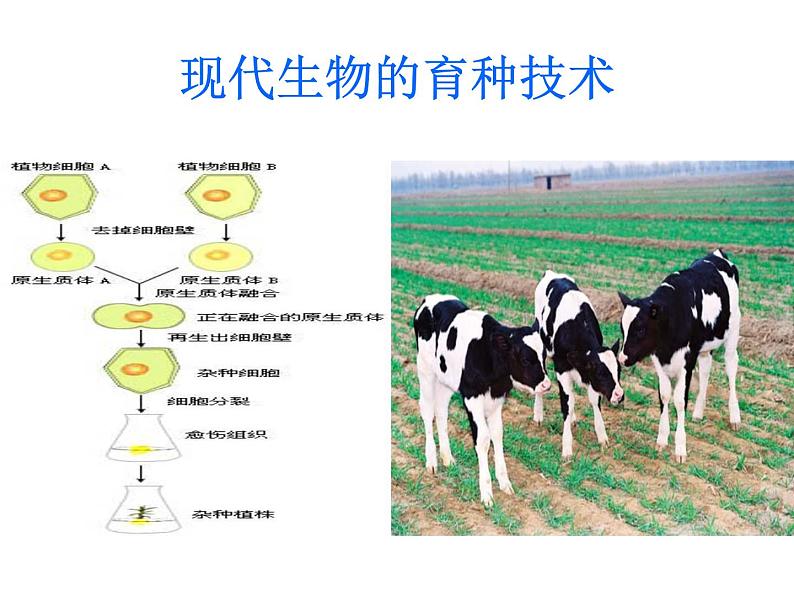 生物：2.2《现代生物技术在育种上的应用》课件（1）（新人教版选修2）01