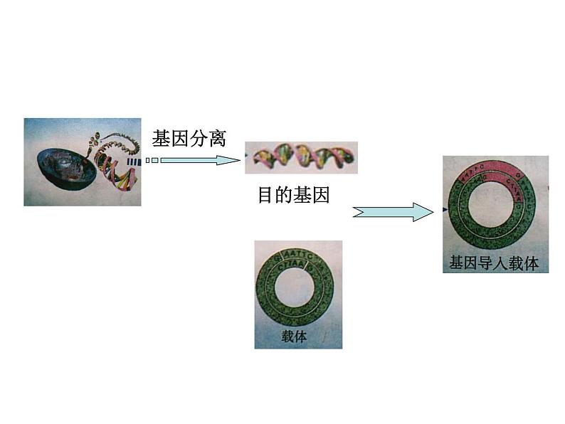 生物：2.2《现代生物技术在育种上的应用》课件（1）（新人教版选修2）03