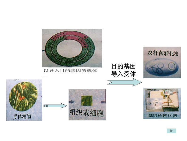 生物：2.2《现代生物技术在育种上的应用》课件（1）（新人教版选修2）04