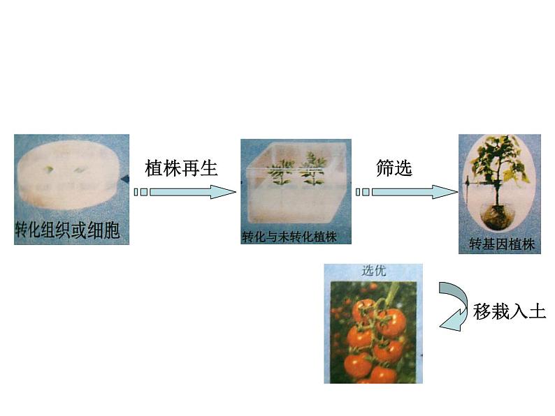 生物：2.2《现代生物技术在育种上的应用》课件（1）（新人教版选修2）05