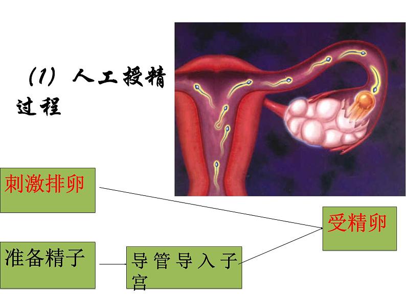 生物：1.4《生殖健康》课件2（新人教版选修2）第5页