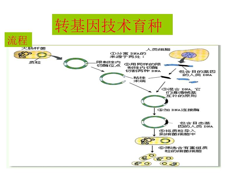 生物：2.2《现代生物技术在育种上的应用》课件（新人教版选修2）05