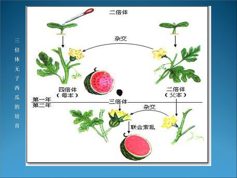 生物：2.2《现代生物技术在育种上的应用》课件（2）（新人教版选修2）08