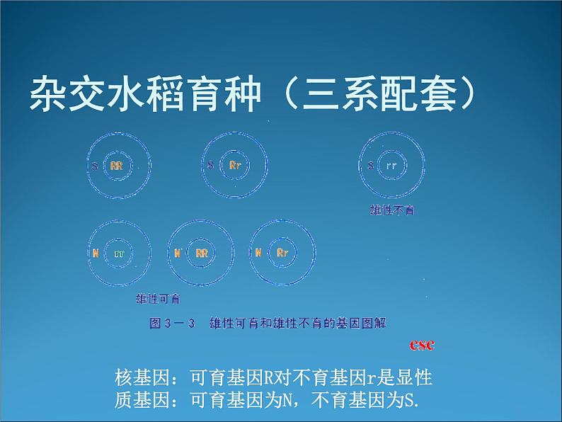 生物：2.1《农业生产中的繁殖控制技术》课件2（新人教版选修2）第3页