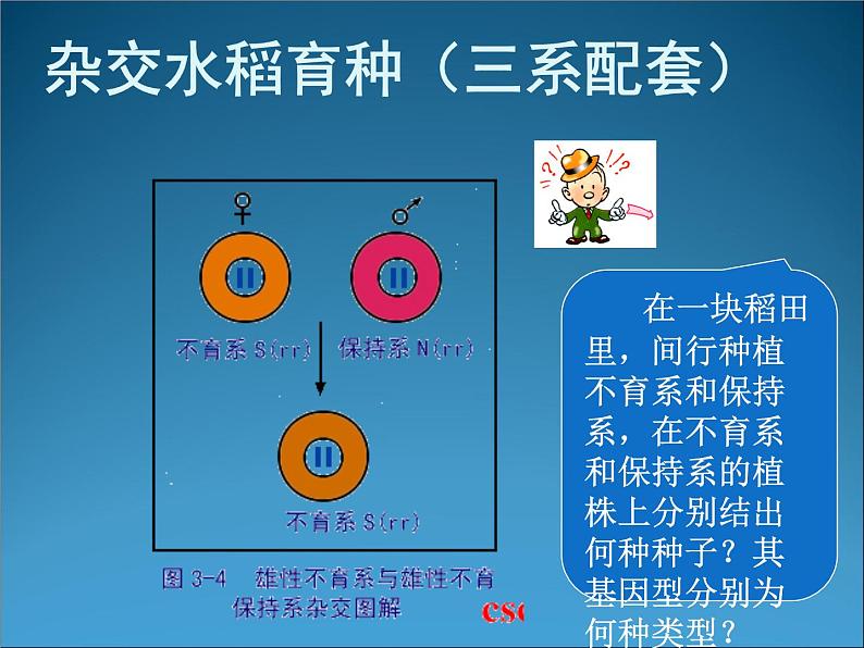 生物：2.1《农业生产中的繁殖控制技术》课件2（新人教版选修2）第4页