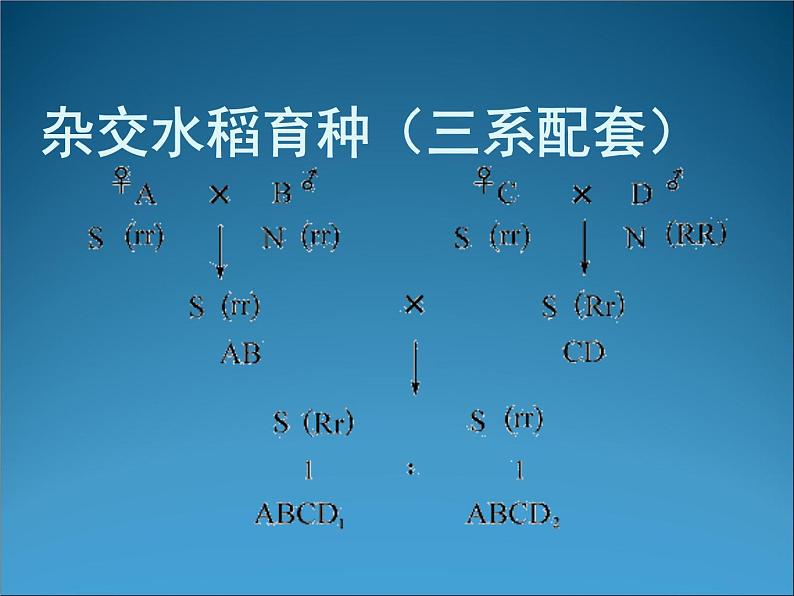 生物：2.1《农业生产中的繁殖控制技术》课件2（新人教版选修2）第8页