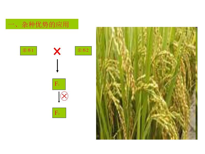 生物：2.1《农业生产中的繁殖控制技术》课件1（新人教版选修2）02