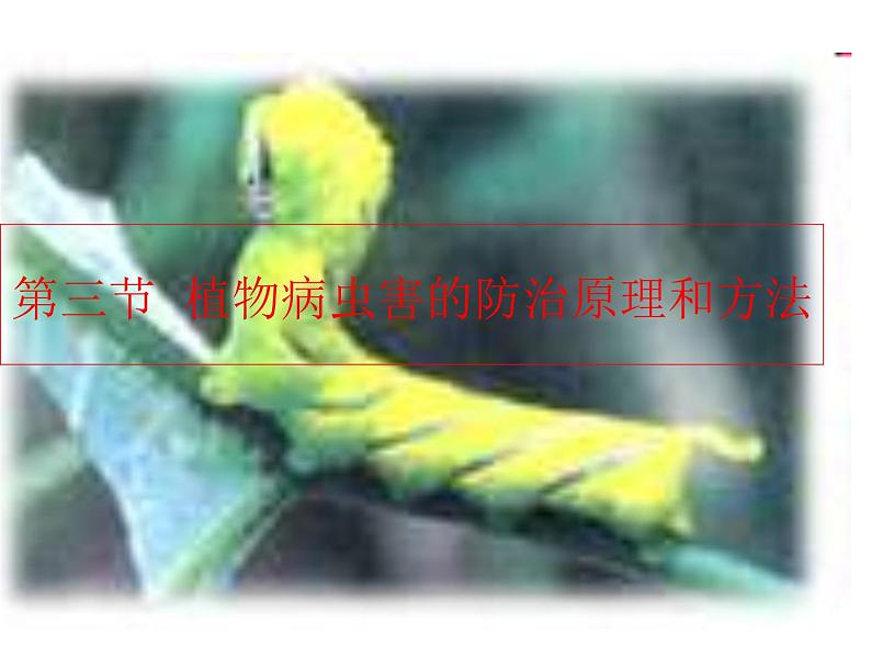 生物：2.3《植物病虫害的防治原理和方法》课件1（新人教版选修2）01