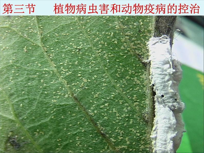 生物：2.3《植物病虫害的防治原理和方法》课件3（新人教版选修2）第1页