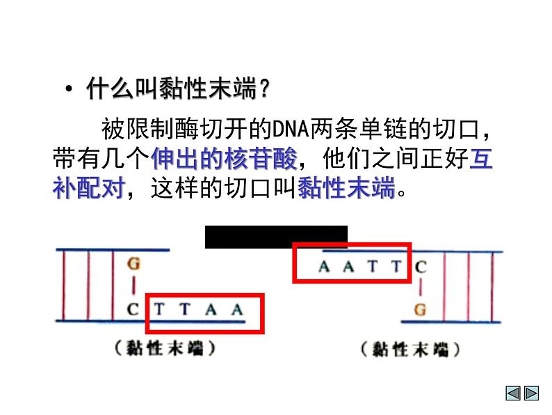 生物：专题1《基因工程》课件（1）（新人教版选修3）08