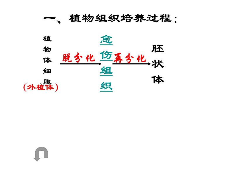 生物：2.1《植物细胞工程》课件（1）（新人教版选修3）04