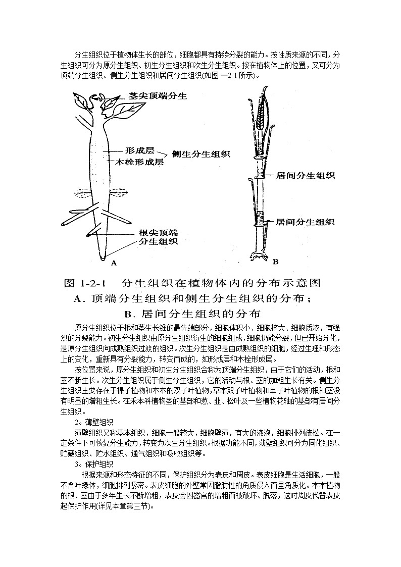 高中生物竞赛辅导资料：第2章  植物解剖和生理03