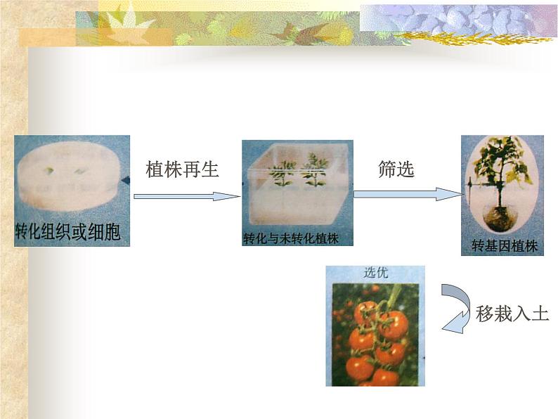 生物：2.2《现代生物技术在育种上的应用》课件（3）（新人教版选修2）第5页