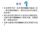 生物：1.1 《DNA重组技术的基本工具》课件2（新人教版选修3）