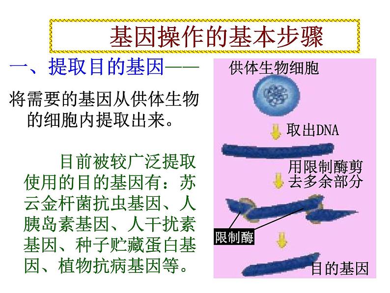 生物：1.2《基因工程的基本操作程序》课 件（新人教版选修3） 课件03