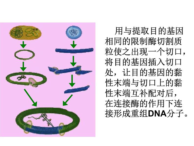 生物：1.2《基因工程的基本操作程序》课 件（新人教版选修3） 课件08