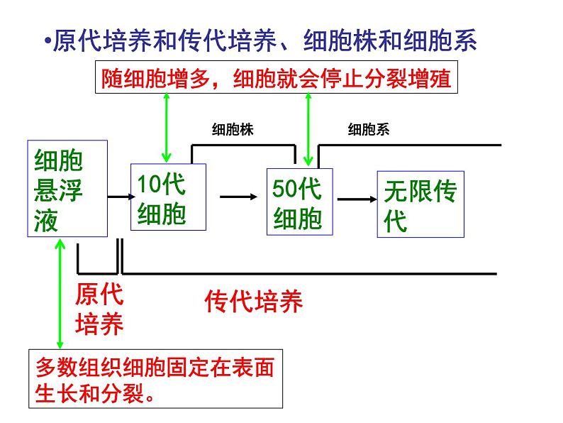 生物：2.2《动物细胞工程》课件（5）（新人教版选修3）04