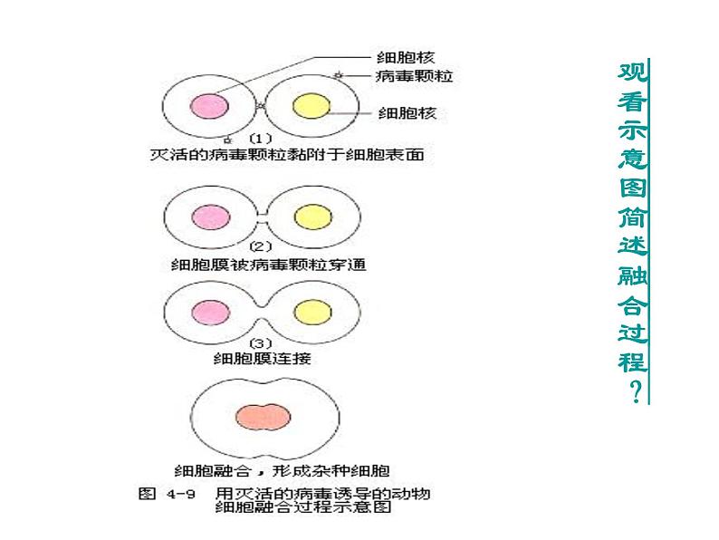 生物：2.2《动物细胞工程》课件（新人教版选修3）05