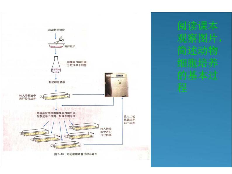 生物：2.2《动物细胞工程》课件（新人教 版选修3）07