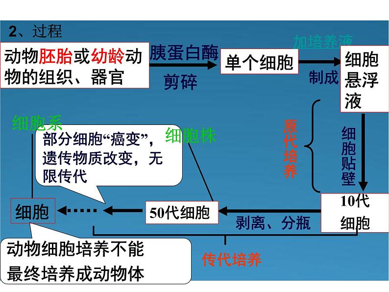 生物：2.2《动物细胞工程》课件（新人教 版选修3）08