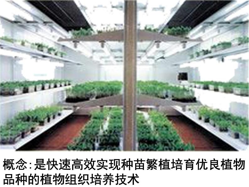 生物：2.1.2《植物细胞工程的实际应用》课件（新人教版选修3）04