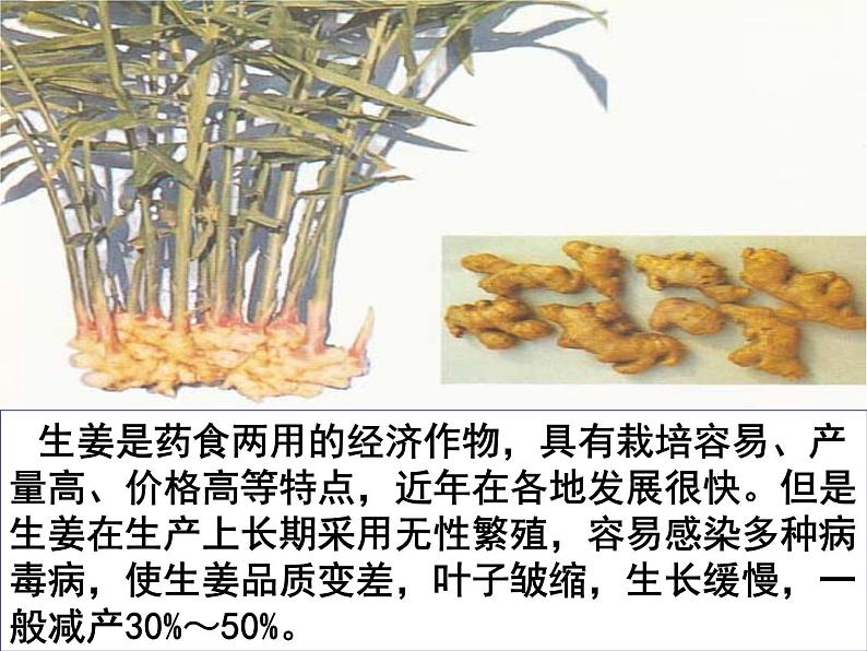 生物：2.1.2《植物细胞工程的实际应用》课件（新人教版选修3）08