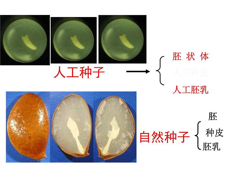 生物：专题2《细胞工程》课件（1）（新人教版选修3）08