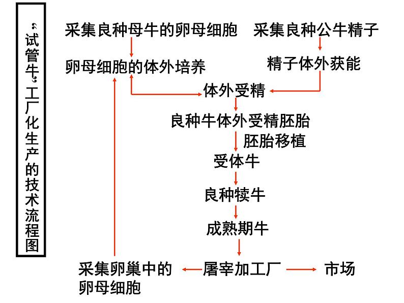 生物：3.2《体外受精和早期胚胎发育》课件（新人教版选修3）第4页