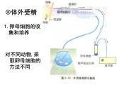 生物：3.2《体外受精和早期胚胎发育》课件（新人教版选修3）