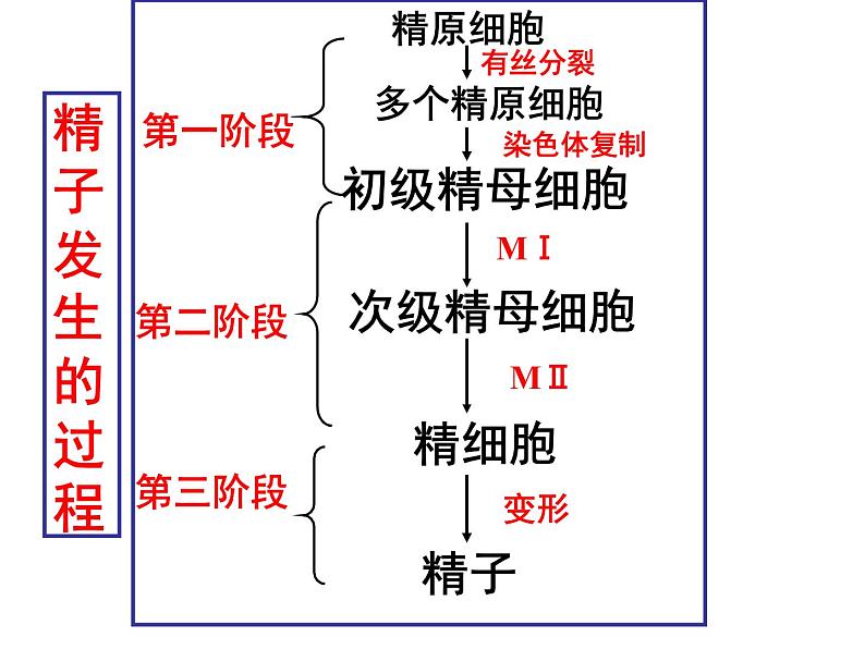 生物：专题3《胚胎工程》课件（2）（新人教版选修3）06