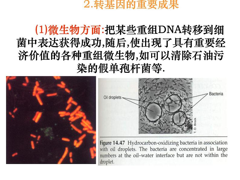 生物：4.1《转基因生物的安全性》课件1（新人教版选修3）04