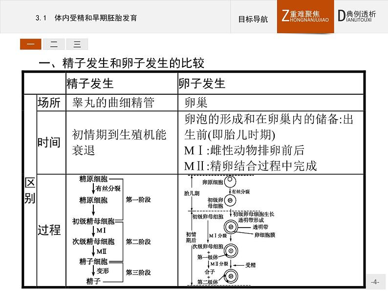 高中生物人教版选修3课件：3.1 体内受精和早期胚胎发育04