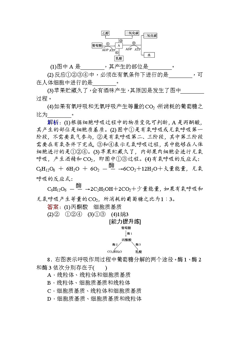 高中生物必修1（新课标）分层落实训练：5.3ATP的主要来源——细胞呼吸.2+Word版含解析03