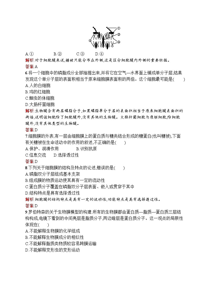 生物人教版必修1练习：4.2 生物膜的流动镶嵌模型 word版含解析02