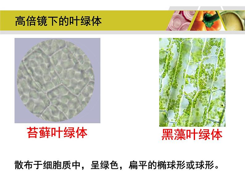 高考生物教材实验专题复习第6页