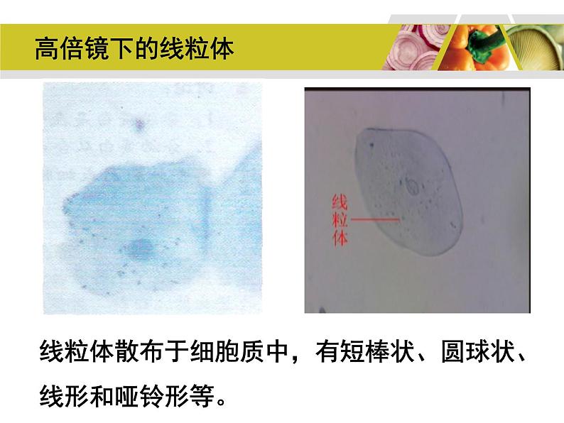 高考生物教材实验专题复习第7页