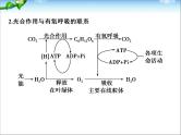 高考生物一轮复习_考点加强课1_光合作用的影响因素及其应用课件_新人教版