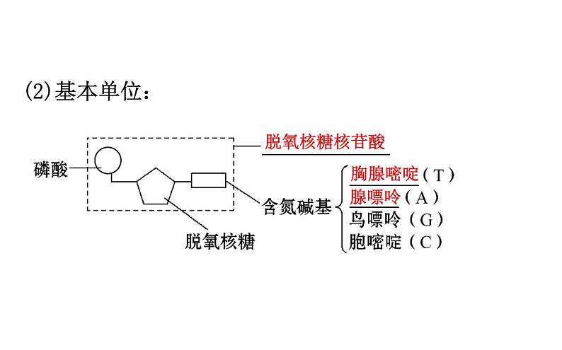高考生物一轮总复习必修2PPT课件2.3.2～2.3.404