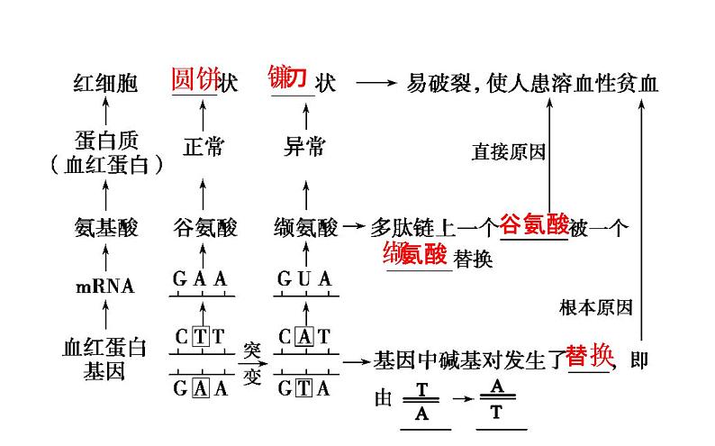 高考生物一轮总复习必修2PPT课件2.5.104