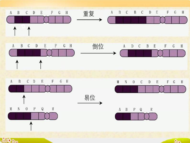 生物高考一轮复习染色体变异与育种 课件04