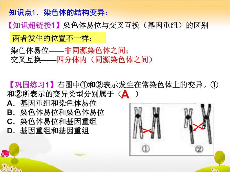 生物高考一轮复习染色体变异与育种 课件06