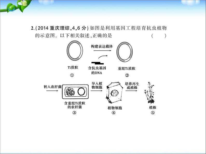 高考生物一轮复习课件：专题29_基因工程第3页