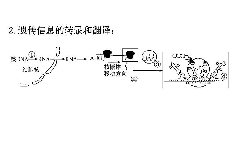 高考生物一轮总复习必修2PPT课件2.4第6页