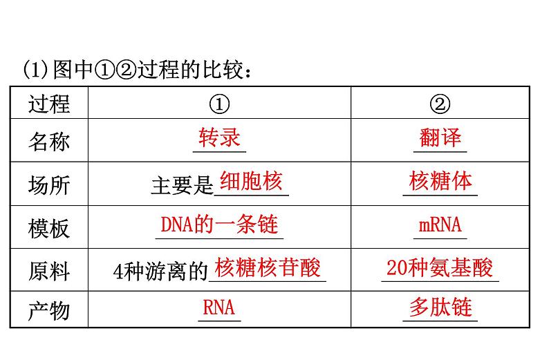 高考生物一轮总复习必修2PPT课件2.4第7页