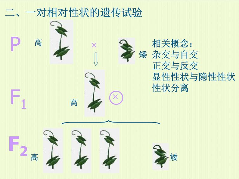 高三生物一轮复习必修二全册课件第5页