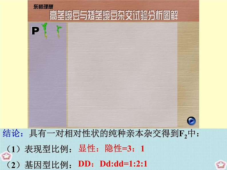 高三生物一轮复习必修二全册课件第7页