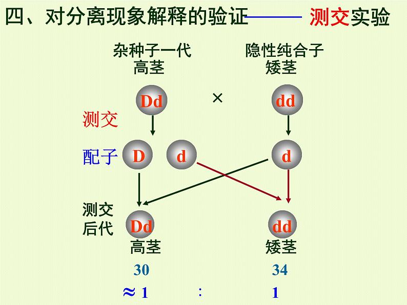 高三生物一轮复习必修二全册课件第8页